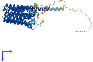 AlphaFold protein structure predicition of Human Recombinant SLC16A1 Protein, UniprotID P53985