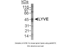 Image no. 1 for anti-Lymphatic Vessel Endothelial Hyaluronan Receptor 1 (LYVE1) (AA 250-322), (C-Term) antibody (ABIN363482)