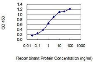 Detection limit for recombinant GST tagged SHANK1 is 0. (SHANK1 anticorps  (AA 2088-2161))