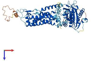AlphaFold protein structure predicition of Mouse Recombinant Nox4 Protein, UniprotID Q9JHI8