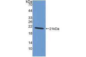 Western blot analysis of recombinant Human AIF1. (Iba1 anticorps  (AA 1-147))