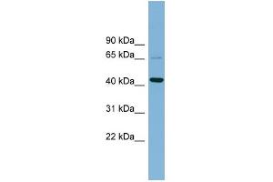 WB Suggested Anti-UEVLD Antibody Titration: 0. (UEVLD anticorps  (Middle Region))