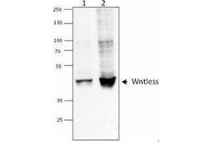 Western Blotting (WB) image for anti-Wntless Homolog (WLS) antibody (ABIN2666414) (GPR177/WLS anticorps)