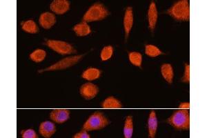 Immunofluorescence analysis of L929 cells using ENO2 Polyclonal Antibody at dilution of 1:100.