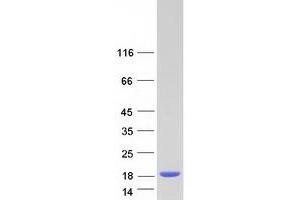 Nuclear Transport Factor 2 (NUTF2) protein (Myc-DYKDDDDK Tag)