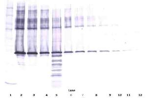 Western Blot (Reduced) using Maspin antibody