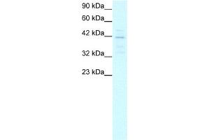 MORF4L1 antibody used at 5-10 ug/ml to detect target protein. (MORF4L1 anticorps  (Middle Region))