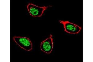 Confocal immunofluorescent analysis of PCNA antibody with 293 cells followed by Alexa Fluor 488-conjugated goat anti-rabbit lgG (green). (PCNA anticorps  (AA 231-261))