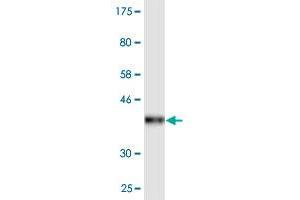 Western Blot detection against Immunogen (36.
