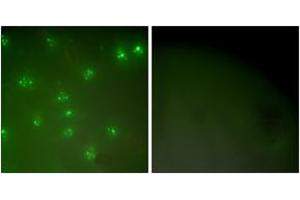 Immunofluorescence analysis of COS7 cells, using Cyclin A Antibody. (Cyclin A anticorps  (AA 221-270))