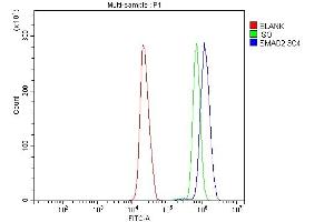 Flow Cytometry analysis of HL-60 cells using anti-SMAD2 antibody (ABIN7602542). (SMAD2 anticorps  (AA 83-264))