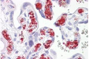 Anti-TBKBP1 antibody IHC staining of human placenta. (TBKBP1 anticorps  (AA 300-350))