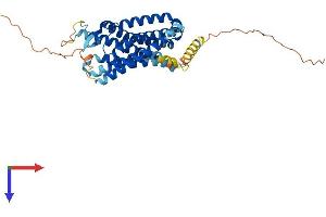 AlphaFold protein structure predicition of Human Recombinant CMKLR1 Protein, UniprotID Q99788