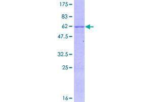 Image no. 1 for Zinc Finger Protein 324 (ZNF324) (AA 1-286) protein (GST tag) (ABIN1326105)