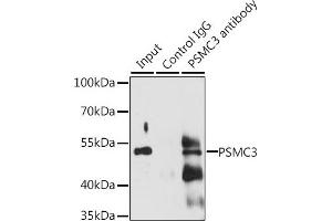 Immunoprecipitation analysis of 200 μg extracts of Jurkat cells, using 3 μg PSMC3 antibody (ABIN6131892, ABIN6146324, ABIN6146325 and ABIN6217303). (PSMC3 anticorps  (AA 1-180))