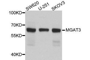Western blot analysis of extracts of various cell lines, using MGAT3 antibody. (MGAT3 anticorps  (AA 364-533))