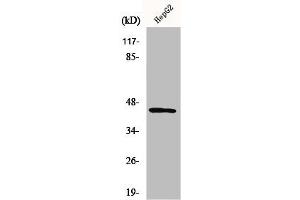 Western Blot analysis of HepG2 cells using Nap1 Polyclonal Antibody (AZI2 anticorps  (N-Term))
