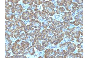 Formalin-fixed, paraffin-embedded human Pancreas stained with Topo I, MT Mouse Monoclonal Antibody (TOP1MT/488).