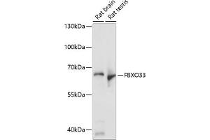 Western blot analysis of extracts of various cell lines, using FBXO33 antibody (ABIN7267091) at 1:1000 dilution.