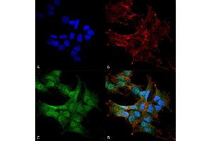 Immunocytochemistry/Immunofluorescence analysis using Rabbit Anti-Beclin 2 Polyclonal Antibody .