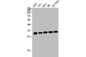 Western blot analysis of 293T 3T3 HELA KB SH-SY5Y lysis using ATF-1 antibody. (AFT1 anticorps  (C-Term))