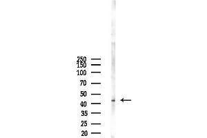 Western blot analysis of lysates from RAW264.