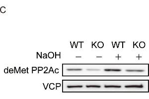 PME-1 knockout reduces whole cell PP2A activity.