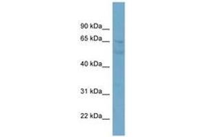Image no. 1 for anti-Zinc Finger Protein 671 (ZNF671) (N-Term) antibody (ABIN6741914) (ZNF671 anticorps  (N-Term))