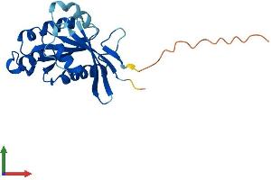 AlphaFold protein structure predicition of Mouse Recombinant Rab39b Protein, UniprotID Q8BHC1