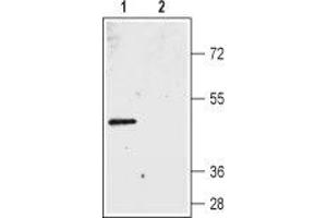Western blot analysis of rat colon membranes: - 1. (Bestrophin 2 anticorps  (3rd Extracellular Loop))
