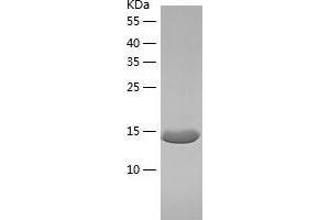 Western Blotting (WB) image for Ribosomal Protein S13 (RPS13) (AA 1-151) protein (His tag) (ABIN7124892) (RPS13 Protein (AA 1-151) (His tag))