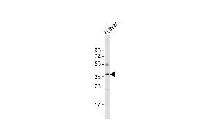 Anti-OR3A2 Antibody (C-term) at 1:2000 dilution + human liver lysate Lysates/proteins at 20 μg per lane. (OR3A2 anticorps  (C-Term))