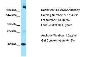 Western Blotting (WB) image for anti-SH3 and Multiple Ankyrin Repeat Domains 2 (SHANK2) (C-Term) antibody (ABIN2789712) (SHANK2 anticorps  (C-Term))