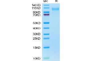 Platelet/endothelial Cell Adhesion Molecule (PECAM1) (AA 28-602) protein (His tag)