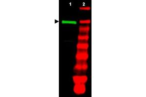 Image no. 1 for anti-Ubiquitin-Like Modifier Activating Enzyme 1 (UBA1) antibody (ABIN401028) (UBA1 anticorps)