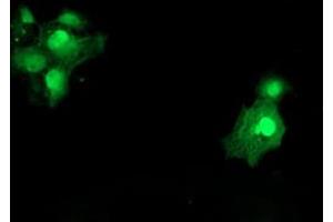 Immunofluorescence (IF) image for anti-Spermidine/Spermine N1-Acetyltransferase 2 (SAT2) antibody (ABIN1500807) (SAT2 anticorps)