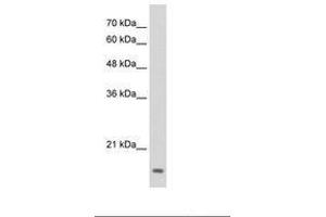 Image no. 1 for anti-Transcription Factor MafG (Mafg) (N-Term) antibody (ABIN6736290) (Mafg anticorps  (N-Term))