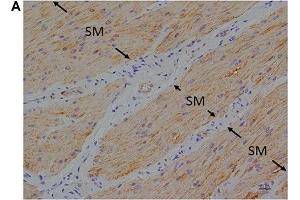 Immunohistochemical studies with an anti-FFA4 antibody on porcine lower esophageal sphincter.