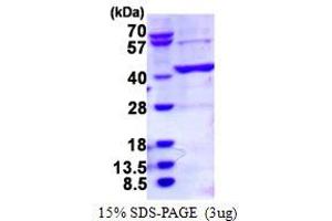Branched Chain Amino-Acid Transaminase 2, Mitochondrial (BCAT2) (AA 28-392) protein (His tag)