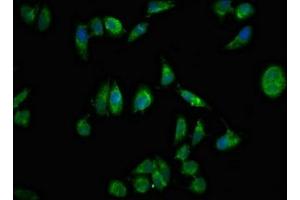 Immunofluorescent analysis of Hela cells using ABIN7161394 at dilution of 1:100 and Alexa Fluor 488-congugated AffiniPure Goat Anti-Rabbit IgG(H+L) (NPX1 anticorps  (AA 88-227))