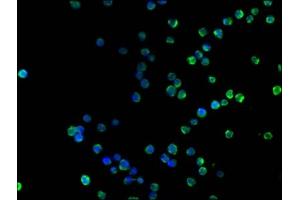 Immunofluorescence staining of Raji cells with ABIN7147133 at 1:100, counter-stained with DAPI.