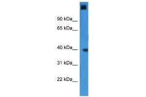 WB Suggested Anti-GTF2A1 Antibody Titration:  0. (GTF2A1 anticorps  (C-Term))