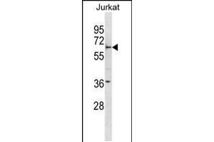 Western blot analysis in Jurkat cell line lysates (35ug/lane). (FBXW5 anticorps  (AA 324-350))