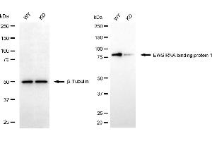 Western blotting analysis using EWS RNA binding protein 1 antibody (ABIN7798537).