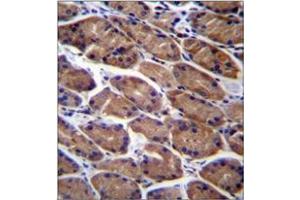 Immunohistochemistry analysis in formalin fixed and paraffin embedded human stomach tissue reacted with PODNL1 Antibody (Center) followed which was peroxidase conjugated to the secondary antibody and followed by DAB staining. (PODNL1 anticorps  (Middle Region))