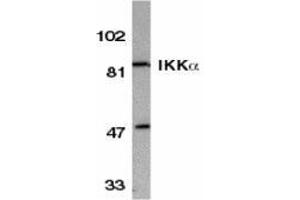 Western blot analysis of IKK alpha in HeLa whole cell lysate with AP30404PU-N IKK alpha antibody at 1/500 dilution. (IKK alpha anticorps  (C-Term))