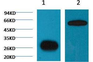 Immunoprecipitation (IP) image for anti-Green Fluorescent Protein (GFP) antibody (ABIN3178681) (GFP anticorps)