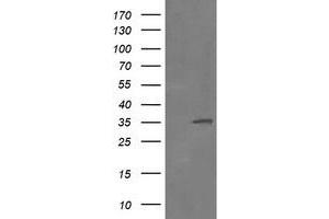 Image no. 2 for anti-Replication Factor C (Activator 1) 2, 40kDa (RFC2) (AA 1-234) antibody (ABIN1490617)