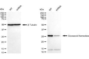 Western blotting analysis using Goosecoid homeobox antibody (ABIN7798799). (Recombinant GSC anticorps)