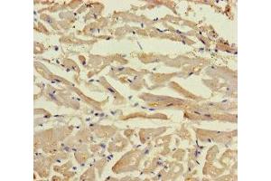 Immunohistochemistry of paraffin-embedded human heart tissue using ABIN7165132 at dilution of 1:100 (BEX5 anticorps  (AA 1-111))